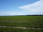 [VZ NZ Naked Scales field.jpg]